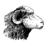 Hjemmesko og sutsko - The Cozy Sheep